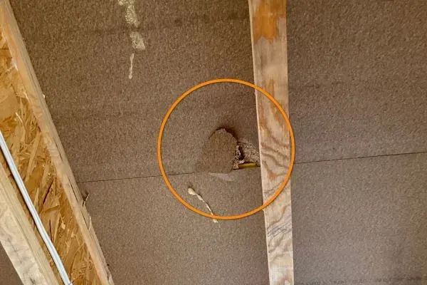 Timber Frame Split