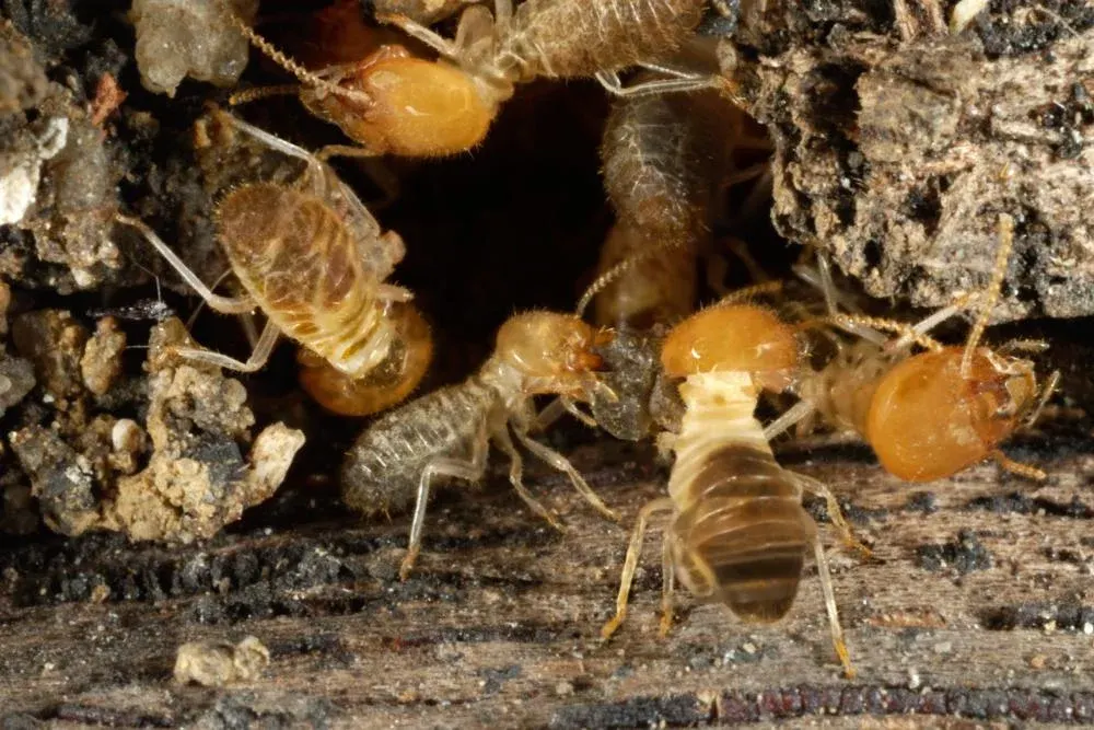 Termite damage to timber structure showing economic impact