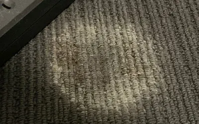 Carpet Mould