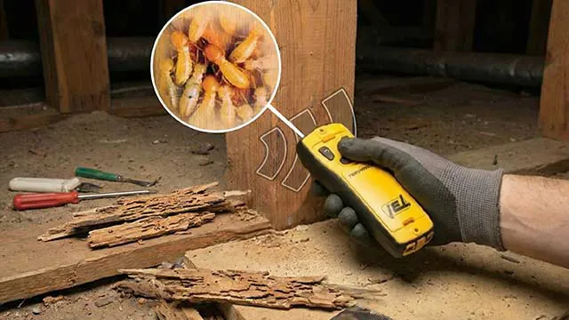 Building and Pest Inspections