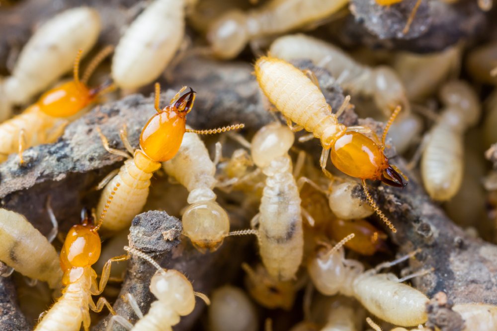 Image of a cluster of termites, emphasizing the significance of Timber Pest Inspections in Melbourne.