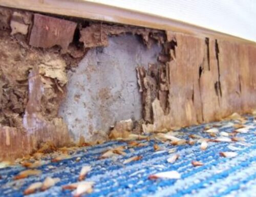 termite_home_damage