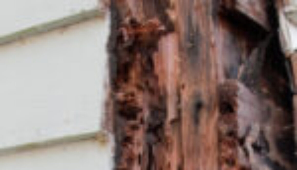 exterior wooden cladding which has been infested by pests