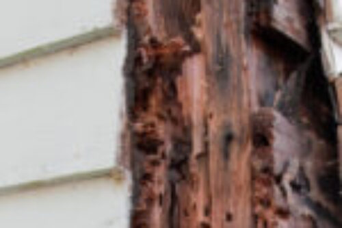 exterior wooden cladding which has been infested by pests